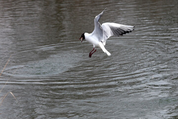 seagull in flight