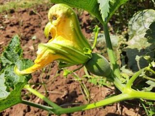 pumpkin baby fruit. Pumpkin flower on the farm. A small pumpkin and a flower. Yellow big pumpkin flowers. Agricultural concept. Organic healthy food. A pumpkin is a cultivar of winter squash.