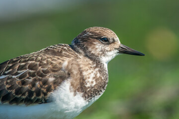 Close up of a turnstone bird with a green background