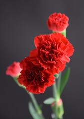 Carnations red flowers on dark background czerwone goździki kwiaty na ciemnym tle © Anna