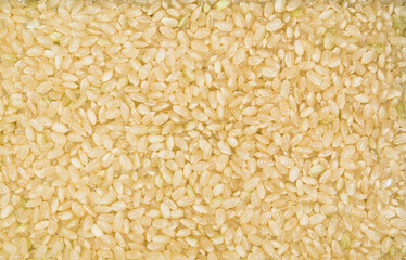 Grains of Japanese brown rice in full screen.