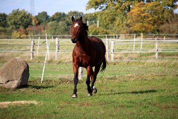 beautiful brown quarter horse is running on the paddock