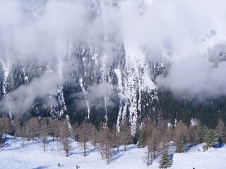 Some trees in the french alps at Grands Montets. (near Chamonix, february 2020)