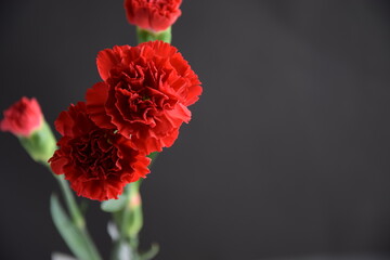 Carnations red flowers on dark background czerwone goździki kwiaty na ciemnym tle - obrazy, fototapety, plakaty