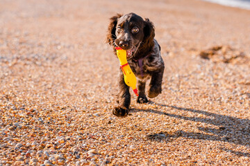 Young springer spaniel dog playing with toy on a floor on sea shore