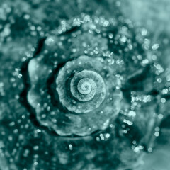 Sea shell close up. Top view, deep focus. Spiral and curly shell texture. Sea shell toned in trendy...