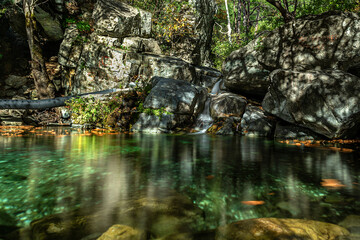 dried leaves fall into water in autumn
