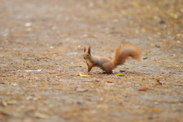 Squirrel close-up in the forest. Cute squirrel. Forest.
