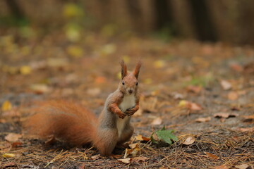 Squirrel close-up in the forest. Cute squirrel. Forest. Squirrel looks 