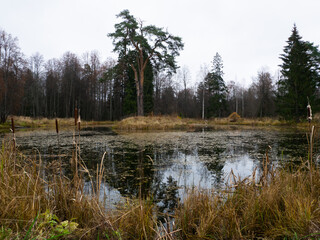 Obraz premium landscape autumn pond. large pine tree on the island surrounded by water.