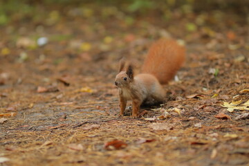 Squirrel close-up in the forest. Cute squirrel. Forest.

