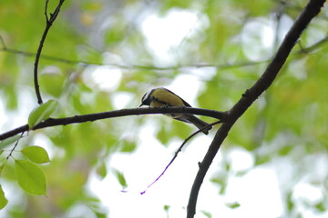 The titmouse sits for a century in the forest. Beautiful bird. Tit close-up.