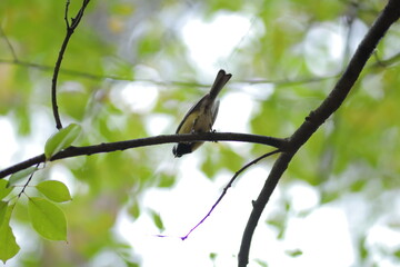The tit has been sitting in the forest for centuries. Beautiful bird. bird close up.