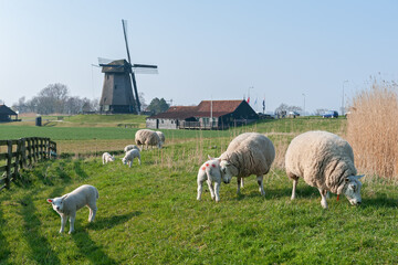 Sheep with lambs graze on green spring grass