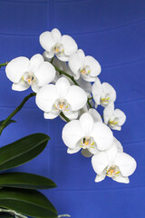 Fototapeta na wymiar White orchid flowers close up