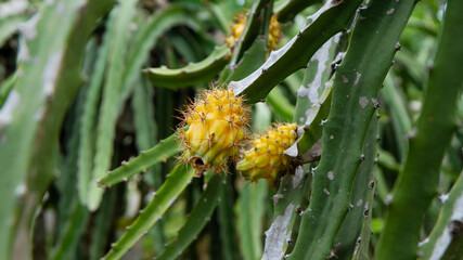 Close up yellow dragon fruits or pitaya or pitahaya fruit hanging on tree