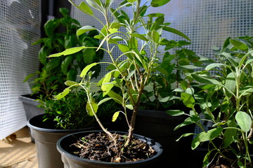 plants growing in the greenhouse backyard nature gardening
