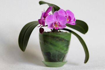 Orchid with pink flowers on a white background