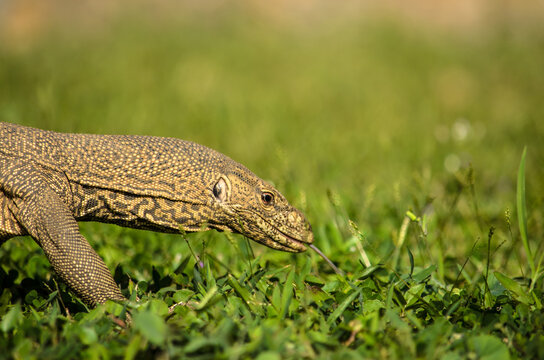 Bindenwaran  (Varanus salvator) - Sri Lanka / S&uuml;dostasien