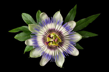 Passiflora passionflower isolated on black background. Big beautiful flower.