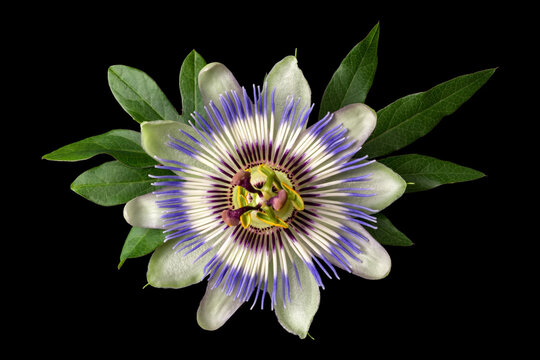 Passiflora Passionflower Isolated On Black Background. Big Beautiful Flower.