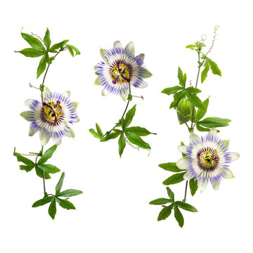 Set of passiflora passionflower branches isolated on white background. Big beautiful flower. A branch of creepers.