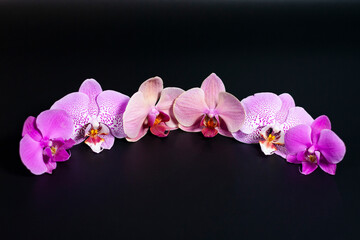 Fototapeta na wymiar Several Orchid flowers on the dark surface are arranged in an arc.