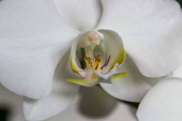 White orchid flowers close up