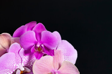 Naklejka na ściany i meble A group Orchid flowers in the lower left corner of the screen.