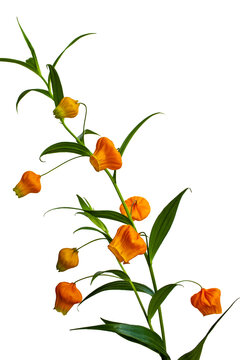 Portrait of golden lily of the valley Sandersonia aurantiaca flower