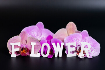 A group of purple orchids of different shades on a dark surface. At the bottom it says.