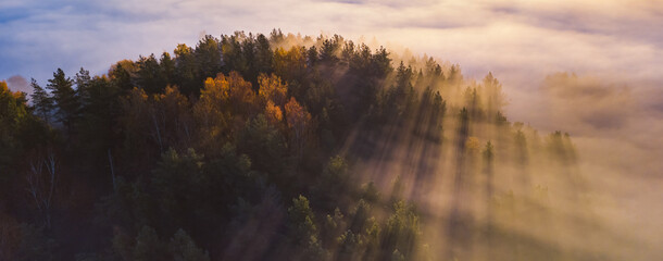 Spruce trees through the morning fog in light rays. Mountain forest at autumn foggy sunrise.