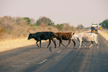 cows crossing the highway