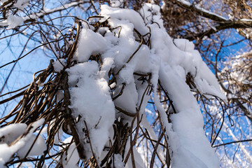 Branches of bare trees and trees without leaves under a lush layer of snow in winter at a beautiful time of year. Cooling view of nature after a snowfall