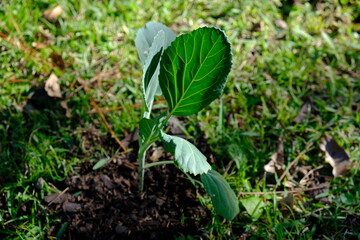 plants growing in the garden backyard nature gardening