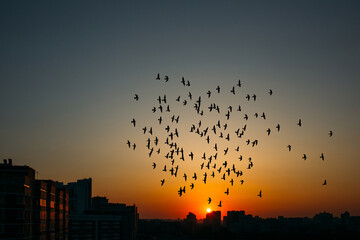 Silhouettes of flying birds above the cityscape at amazing sunset