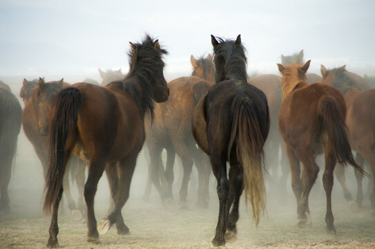 Horses on earth