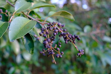 dried berries on a branch in a field backyard