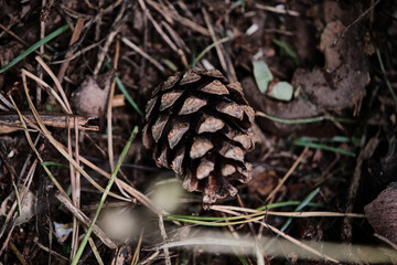 pine cone on the ground