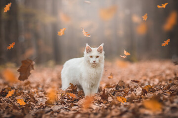 white Maine Coon cat in the autumn