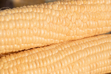 An ear of ripe corn. Close-up