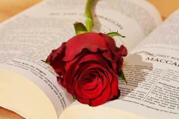 Red rose, bible, flower, religion, book and rose