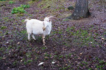 White goat stands in the yard on an autumn day