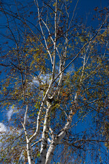 View from underneath of a birch tree on a sunny day and blue sky