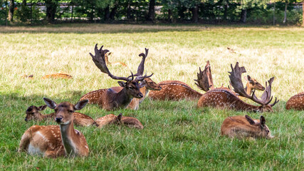 Obraz premium Deer (Cervidae) in the grass