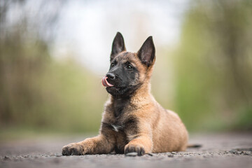 belgian shepherd  Malinois dog puppy portrait