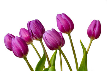 Portrait of purple tulip flowers on the white background.