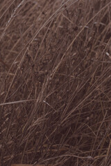 Fototapeta na wymiar brown grass in a field after a freezing rain in late autumn