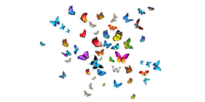 butterflies Stock Image In White Background