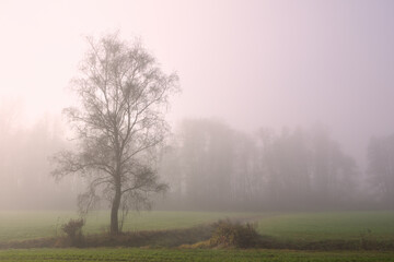 Obraz na płótnie Canvas In autumn a tree stands lonely in the early morning mist in the landscape
